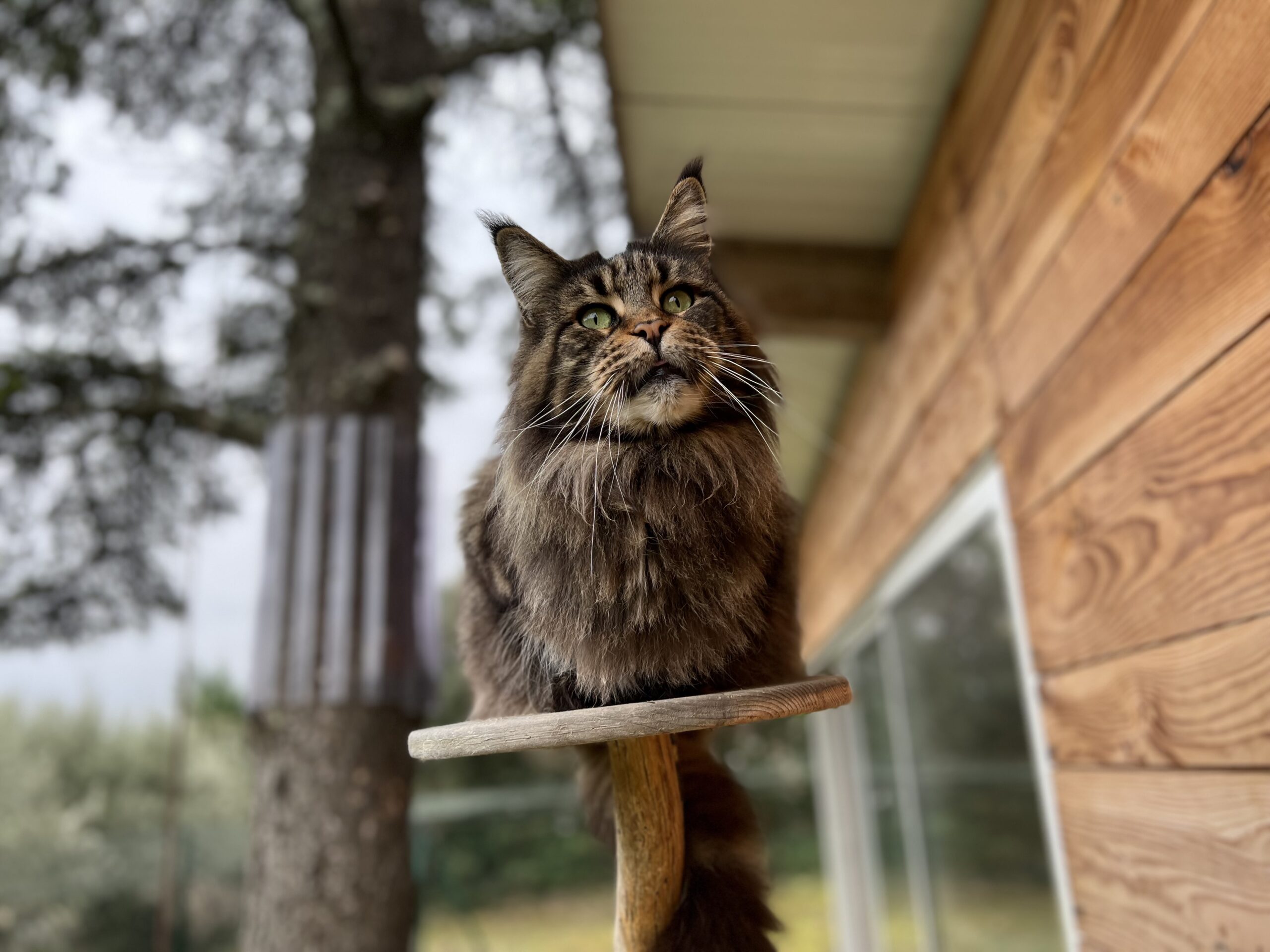 nala