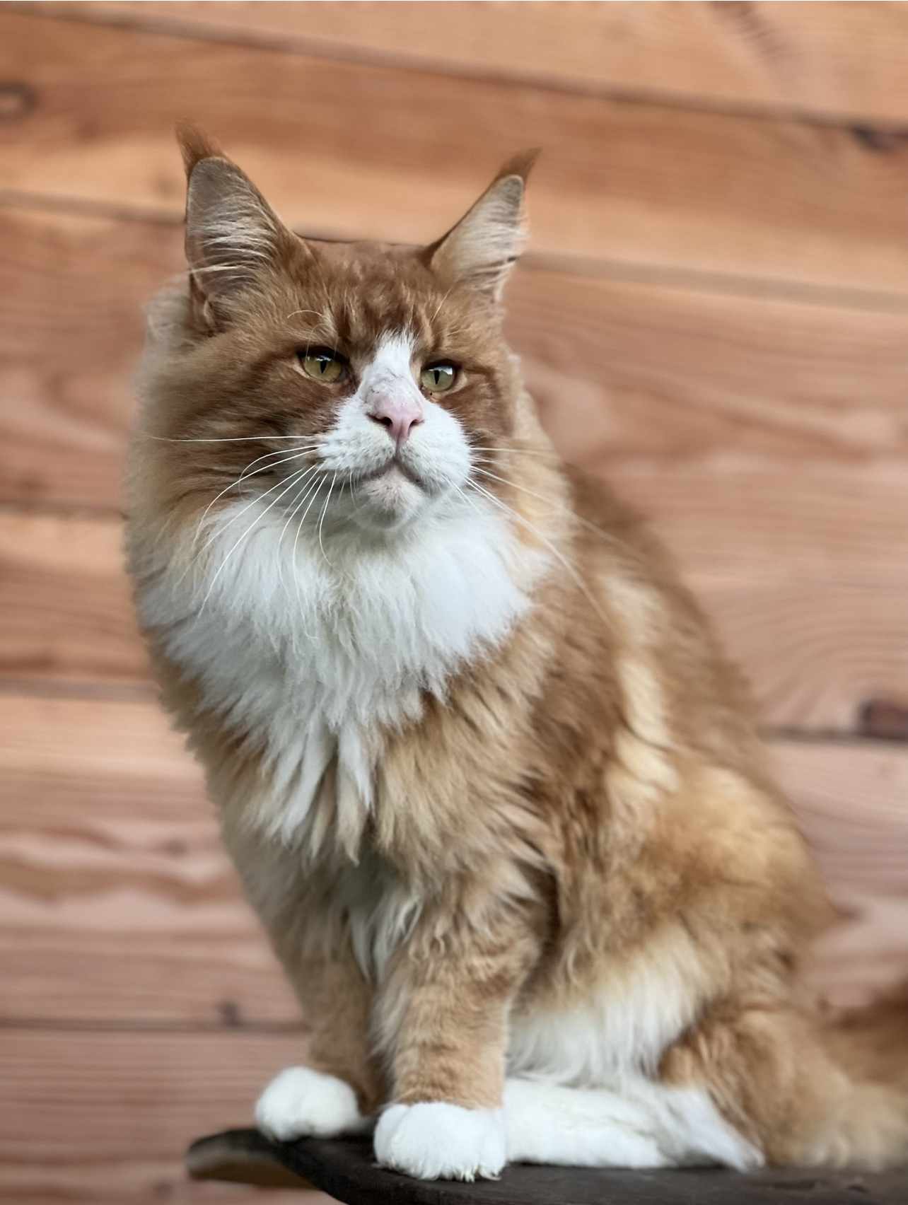 remy
