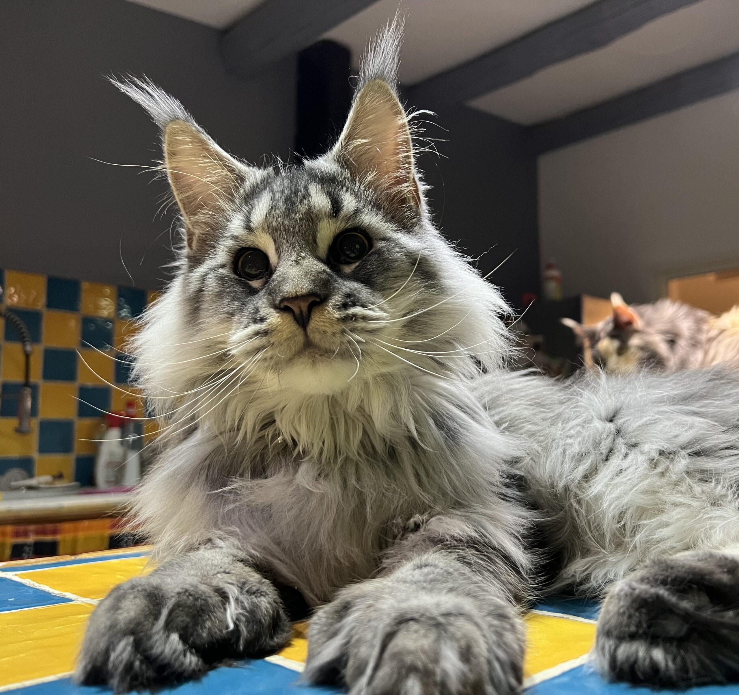 tigrou