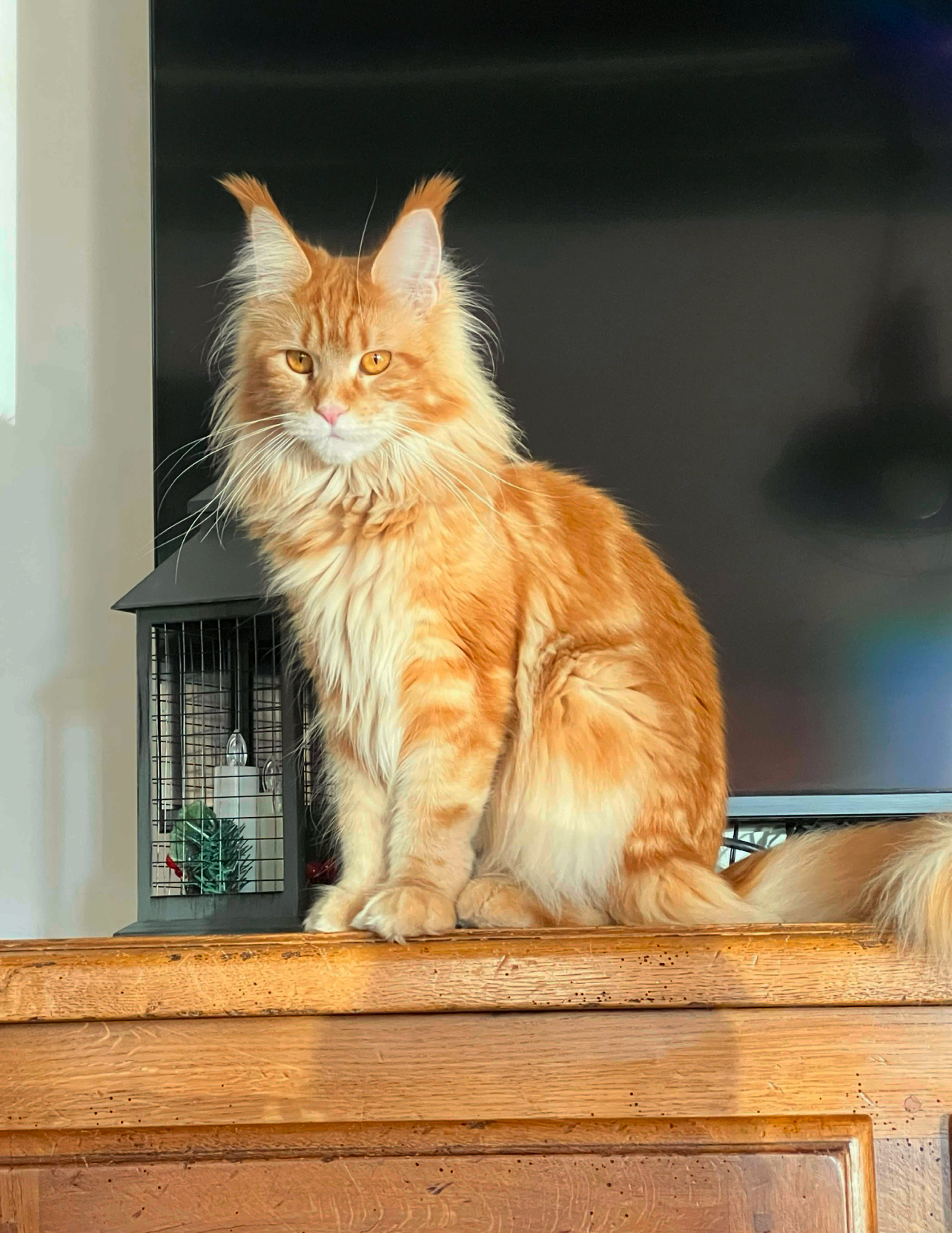 Una va avoir de beaux bébés roux .