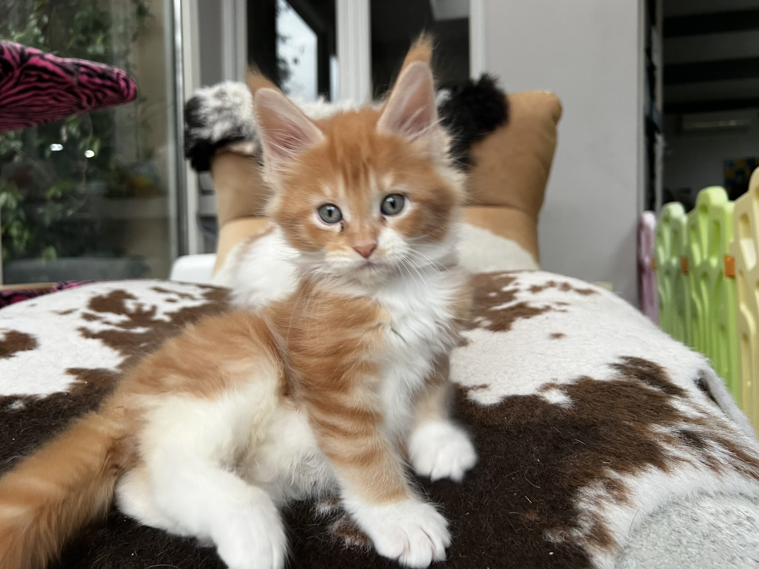 image chaton