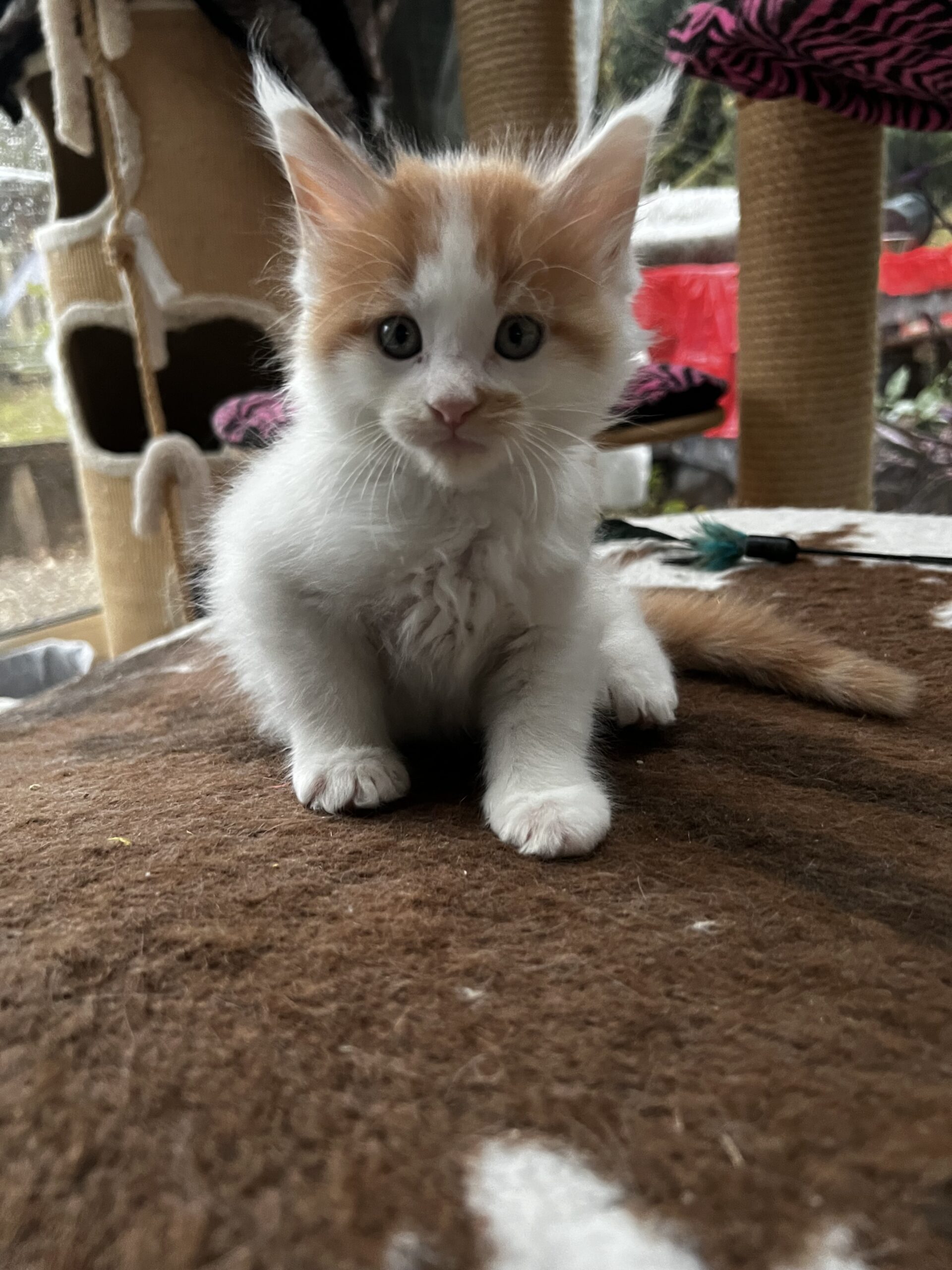 image chaton