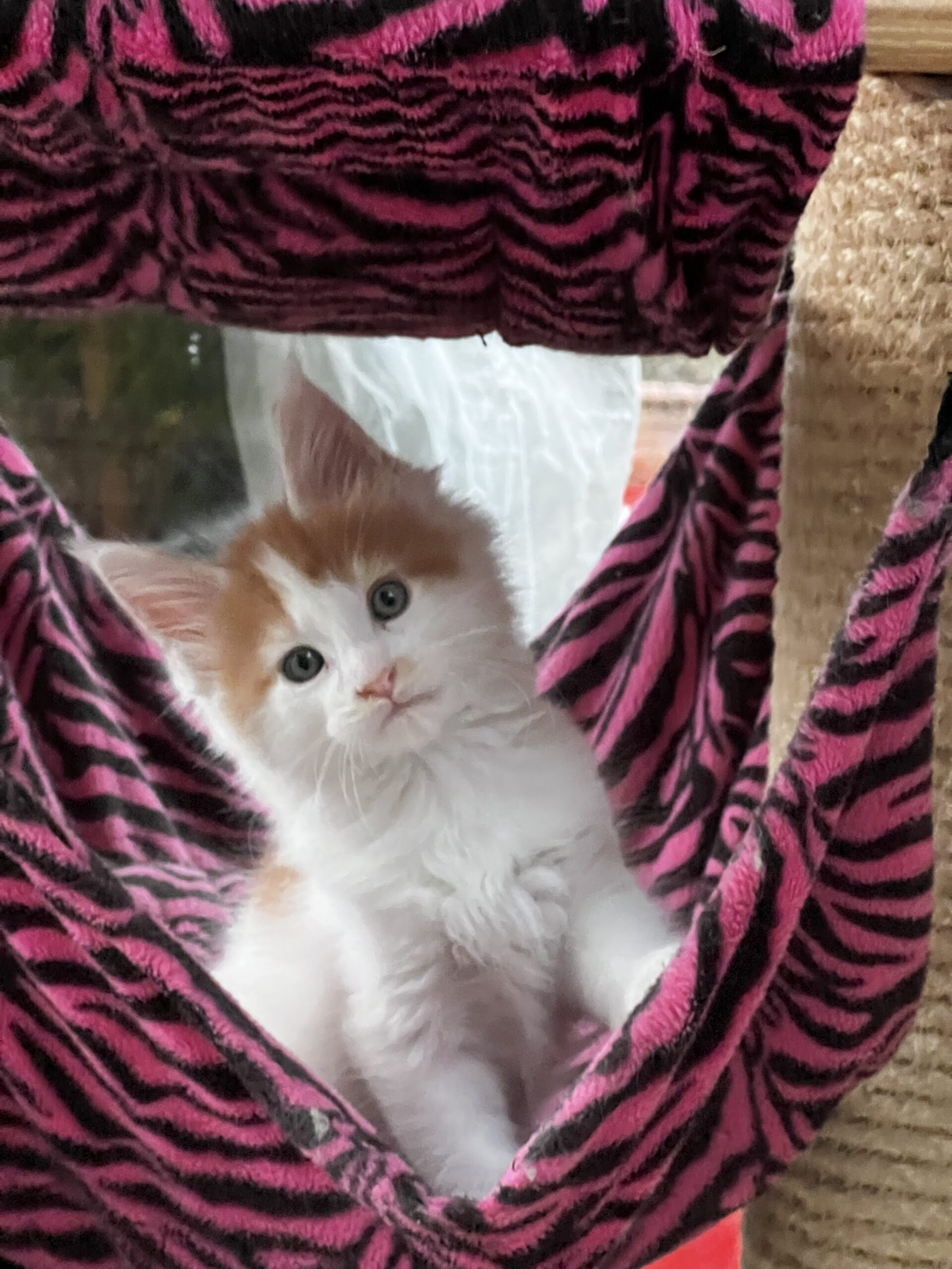 image chaton